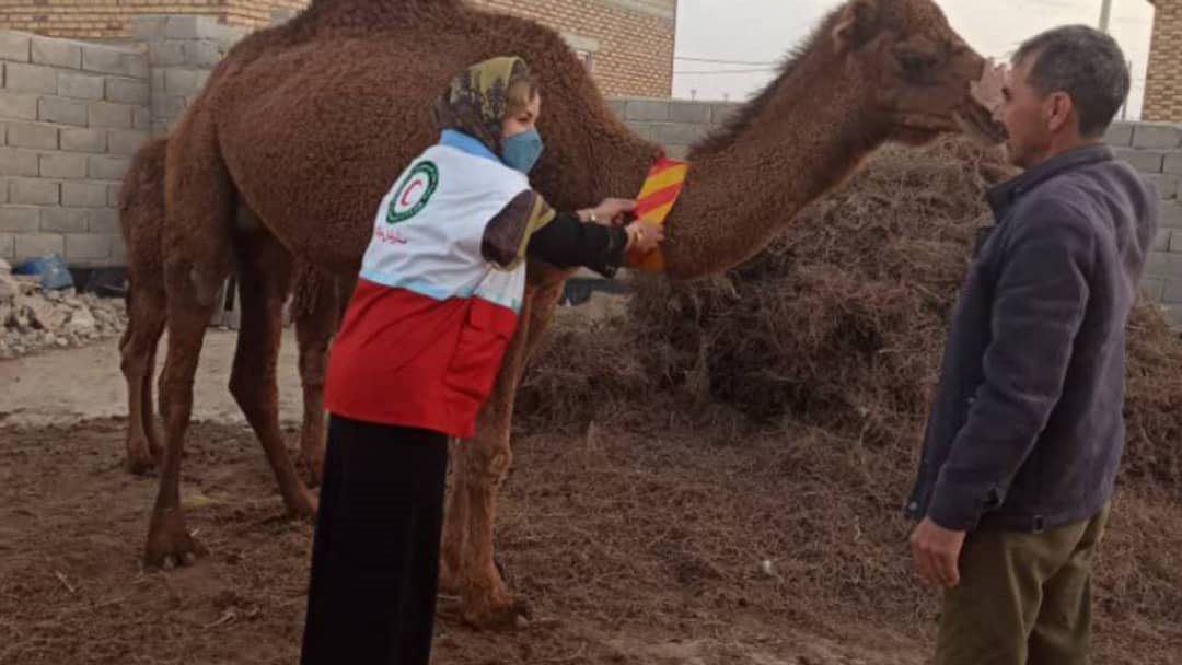 نصب گلوبند شبرنگ بر شترهای روستای آق‌آباد گنبدکاووس 