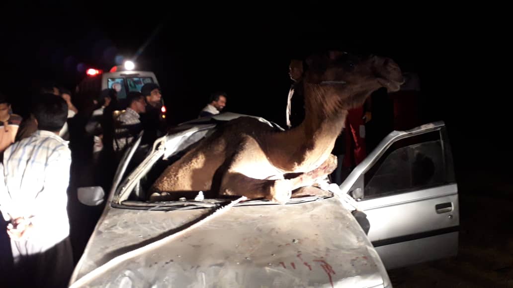عمليات امداد و نجات بعد از تصادف با شتر؛ 5 سرنشين داخل خودرو گير افتادند