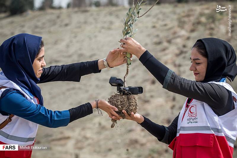 پویش جوانان هلالاحمر برای غرس «نهال صلح و دوستی» به مناسبت میلاد امام حسن عسکری(ع)