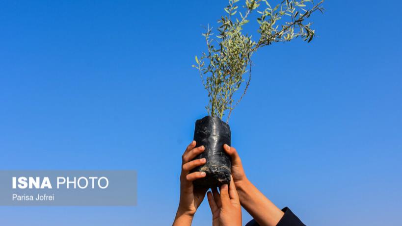 هم افزایی و همکاری سازمانهای داوطلبان و جوانان در کاشت ۱۰۰ هزار اصله درخت